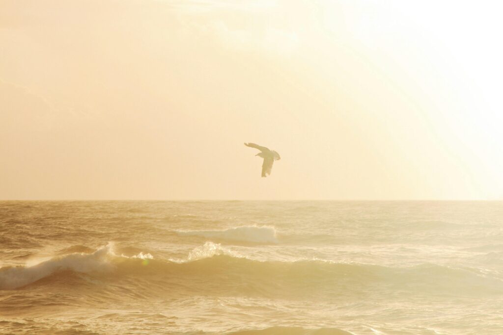 pexels-photo-2347357-2347357 A seagull flies over the tranquil ocean waves at sunset in Porto, Portugal.