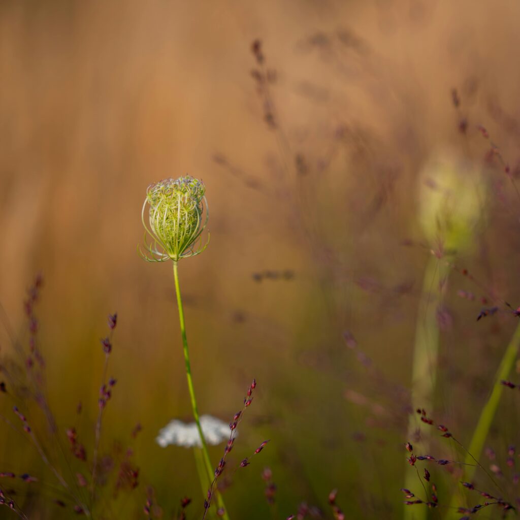 pexels-photo-27807778-27807778 A close-up of a wildflower blooming in a sunlit summer field, showcasing natural beauty.